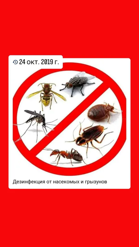 дезинфекция таракан клапа пашша чаён — фото 3 дезинфекция таракан клапа пашша чаён — фото 3