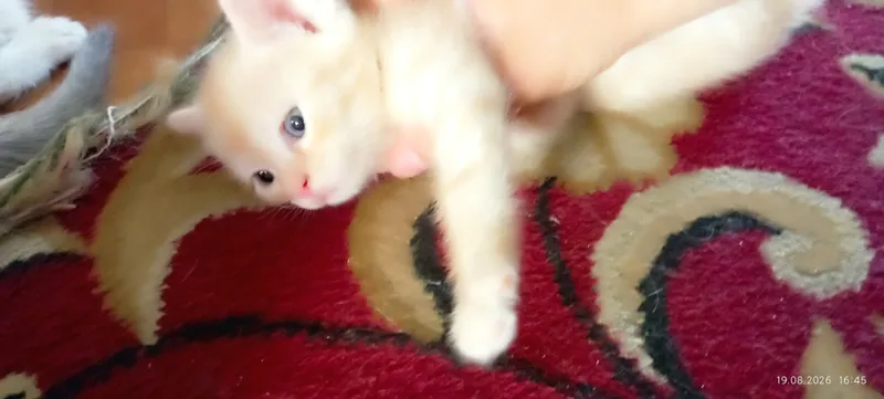 Котёнок бесплатно 3 Котёнок бесплатно 3