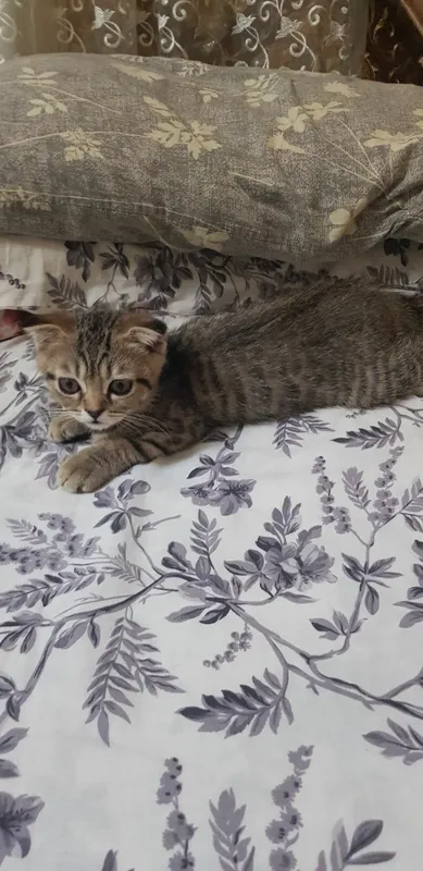 Котенок скотиш фолд 5 Котенок скотиш фолд 5
