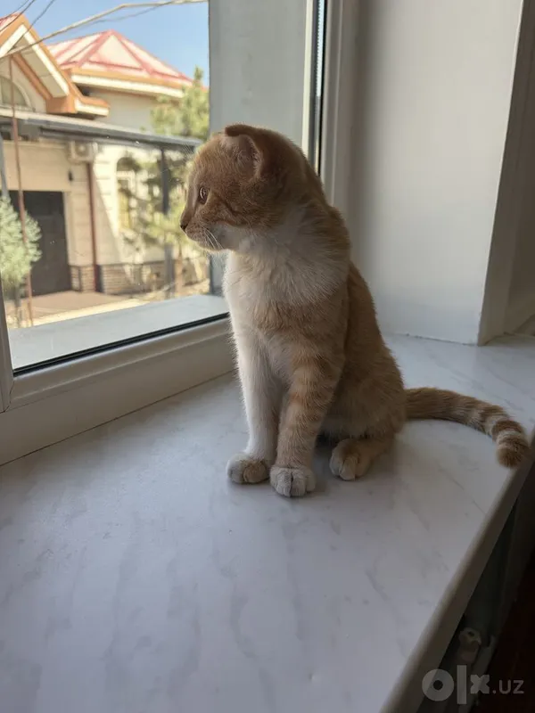 Котенок-мальчик 4 месяца 3 Котенок-мальчик 4 месяца 3