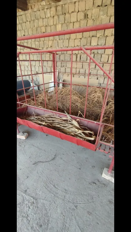Qo'yxona sotiladi 4 Qo'yxona sotiladi 4
