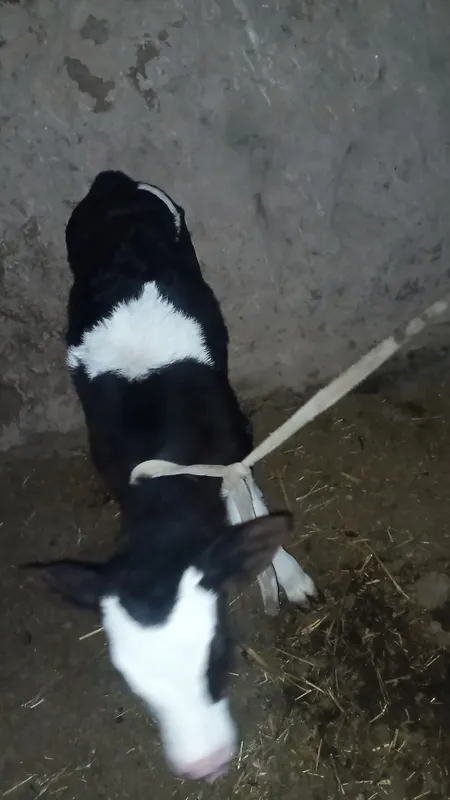 buzoq