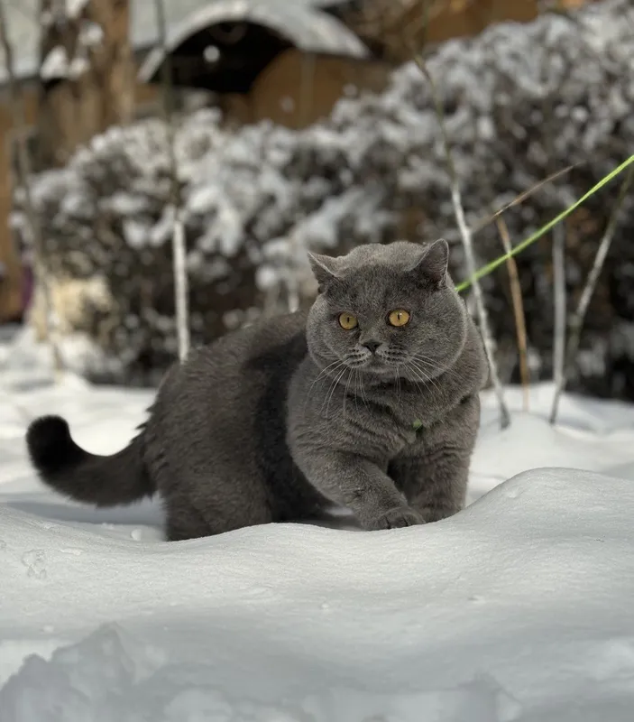 Вязка кота британской породы! — фото 5