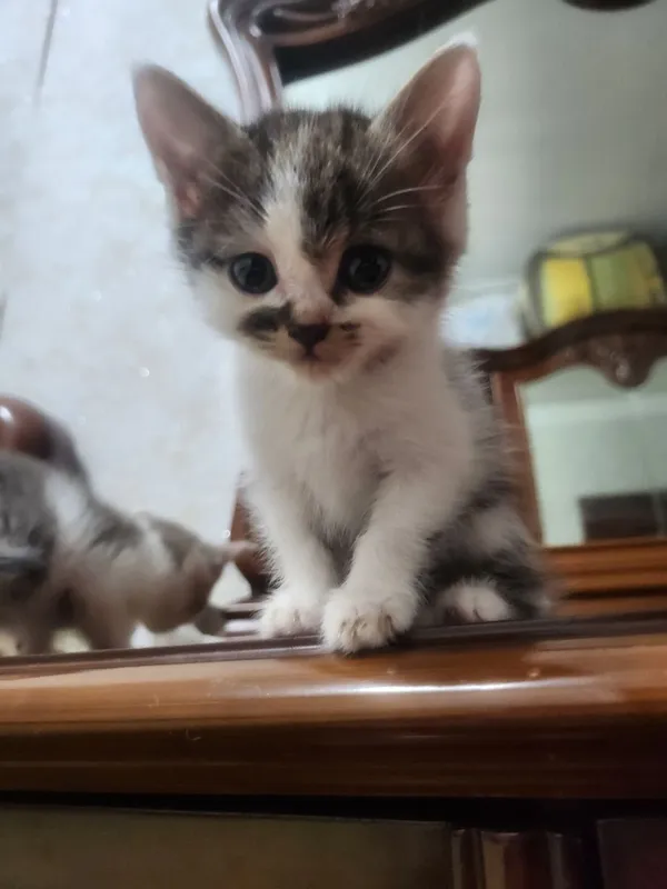Кошка и котята безплатно — фото 2