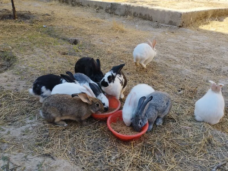 Quyonlar sotiladi 3 Quyonlar sotiladi 3