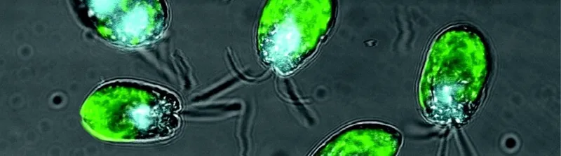Tetraselmis (trik) 1 Tetraselmis (trik) 1