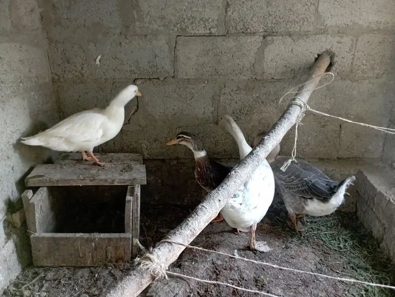 Goz Urdak sotiladi 2 ta goz 2 ta urdak yeb ichiga garantiya soglom 2 Goz Urdak sotiladi 2 ta goz 2 ta urdak yeb ichiga garantiya soglom 2