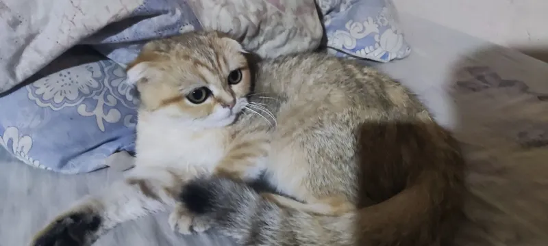 Золотая шиншила Шотландская