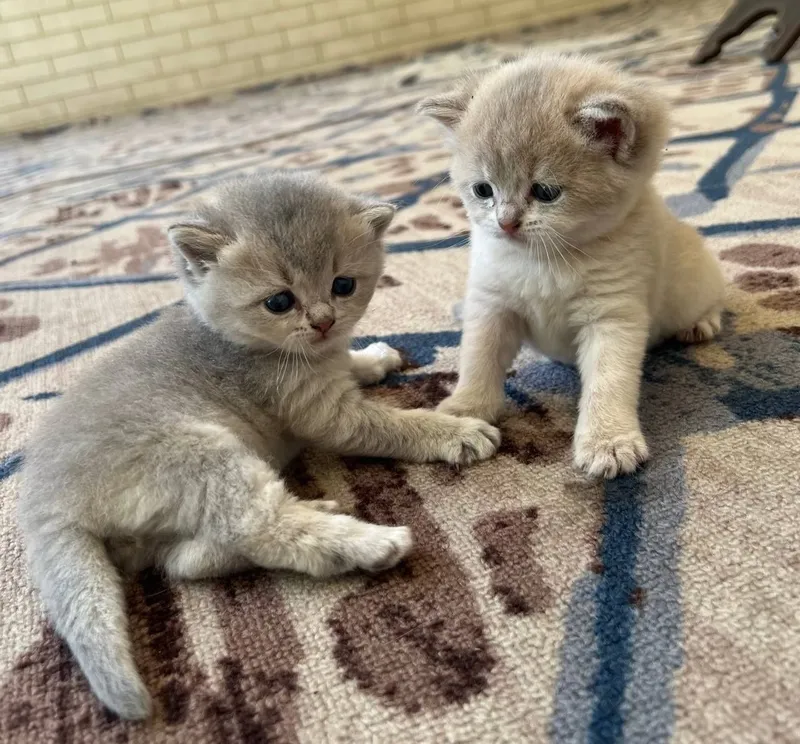 Britian zalataya chinchilla 2 Britian zalataya chinchilla 2