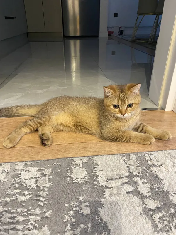 Котёнок 2 Котёнок 2