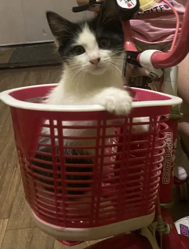 Котенок мальчик приучен к лотку