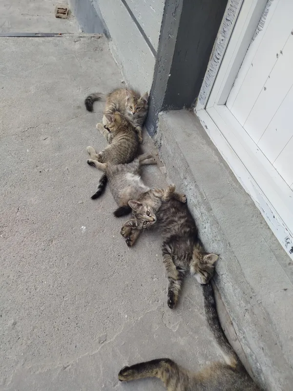 Бесплатно даром.. Бесплатно даром..