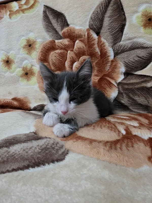 В добрые руки красивый котенок 2