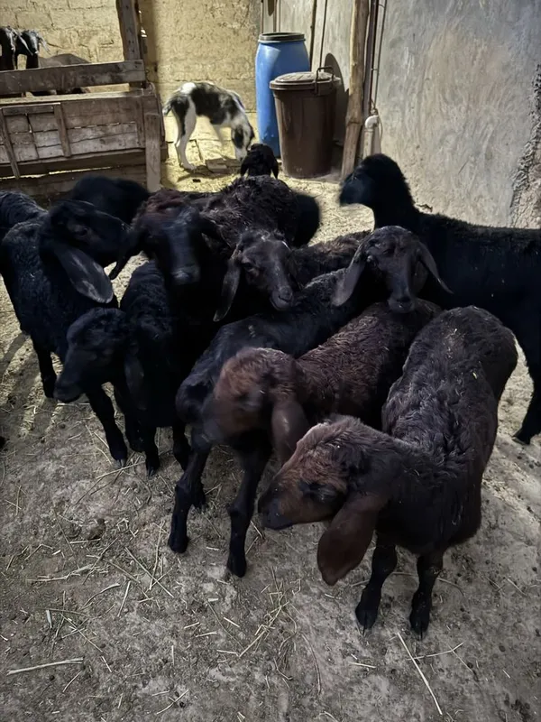 Qozila sotiladi 8ta qoldi kelishtirip bervoraman 1 Qozila sotiladi 8ta qoldi kelishtirip bervoraman 1