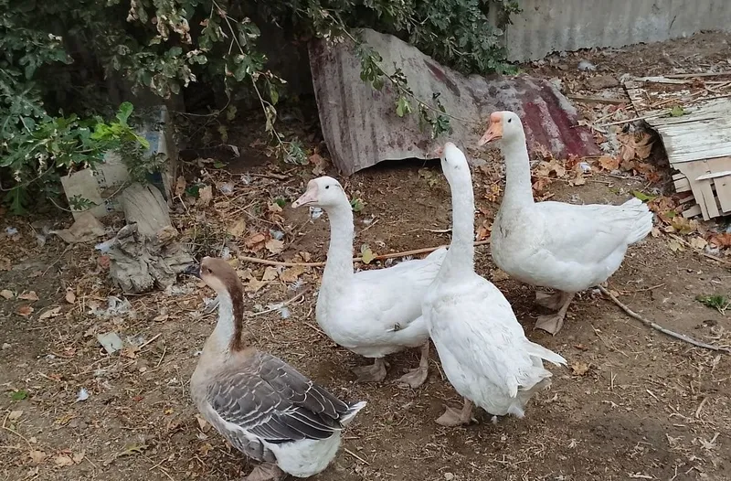 G'ozlar . Гуси. 3 G'ozlar . Гуси. 3