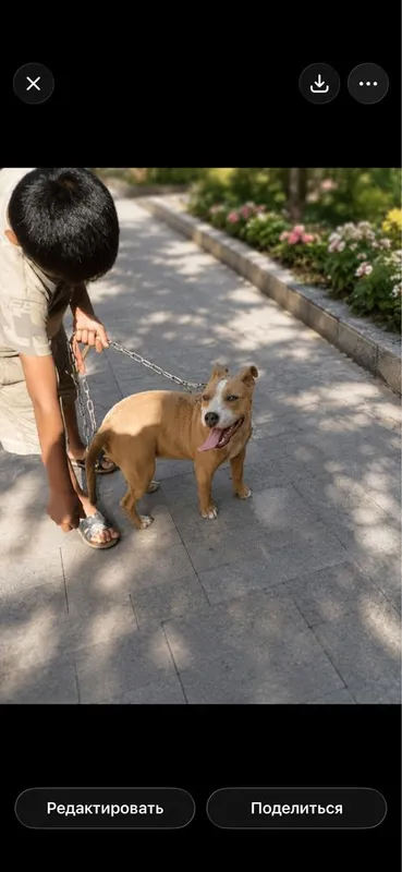 Pitbul bolasi 3 oylik