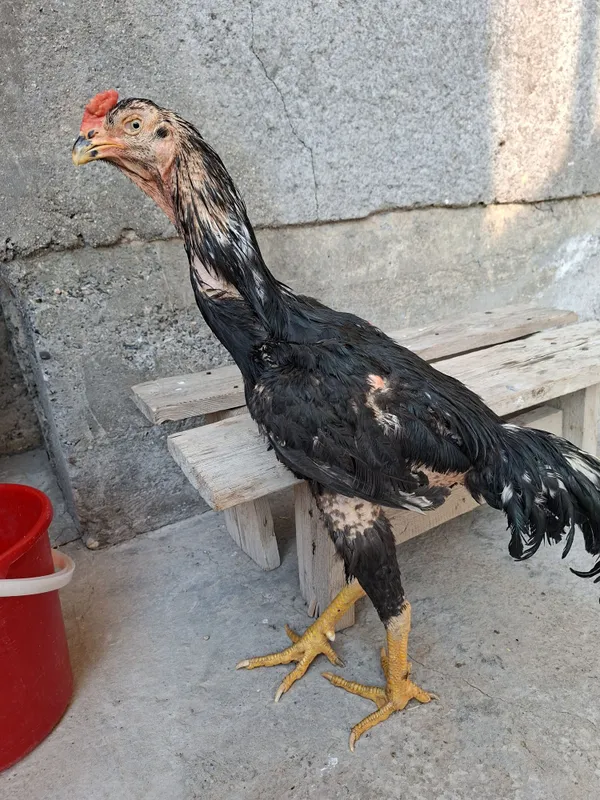 Xurozimiz sotiladi qoni toz bita yutugi bor bir kuz buldi 2 Xurozimiz sotiladi qoni toz bita yutugi bor bir kuz buldi 2