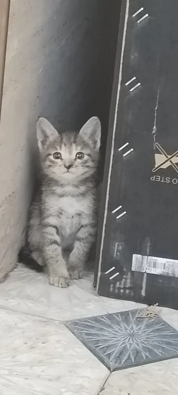 Продаются котята миленькие
