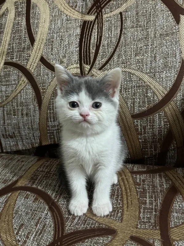 Скотиш страйт котята 2 Скотиш страйт котята 2