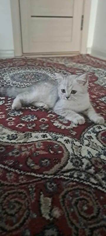 Mushuk sotiladi juda aqilli odamga o'rgangan latokka 100 % boradi 2 Mushuk sotiladi juda aqilli odamga o'rgangan latokka 100 % boradi 2