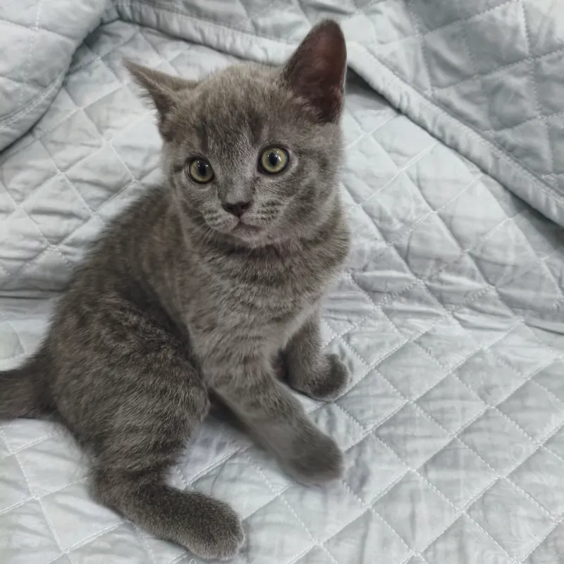 Котята Скоттиш страйт и Скоттиш фолд — фото 1