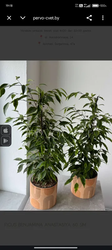 Фикус(Ficus benjamina) комнатное растение. 2 Фикус(Ficus benjamina) комнатное растение. 2
