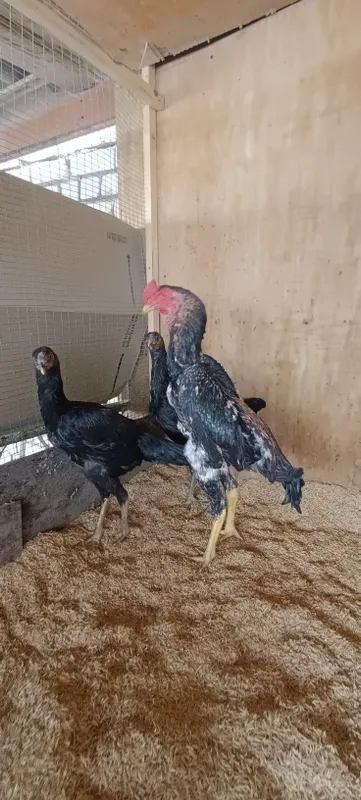 Продаётся пара куриц Жужа 3 Продаётся пара куриц Жужа 3
