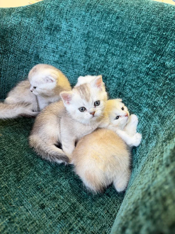 Котята скоттиш фолд и страйт шиншиллы — фото 3