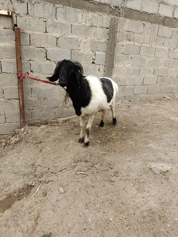 Quchqorlar sotiladi 6