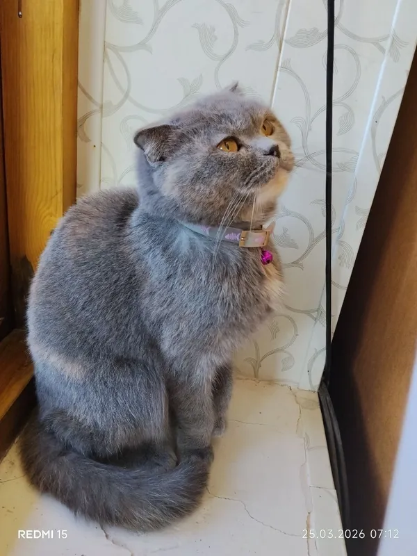 Скоттиш-фолд, 1 год, девочка, знает лоток, 100 долларов 3