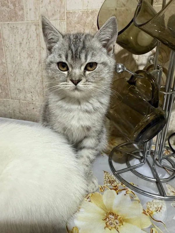 Продается котята — фото 4