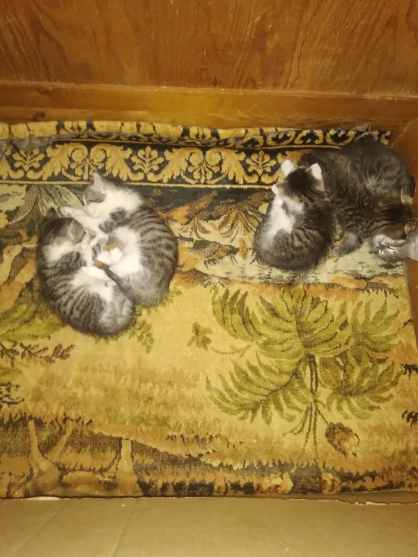 шотландские котята от охотничьей кошки — фото 4