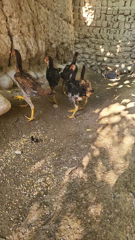 Kareski makyon va dakan 3 Kareski makyon va dakan 3