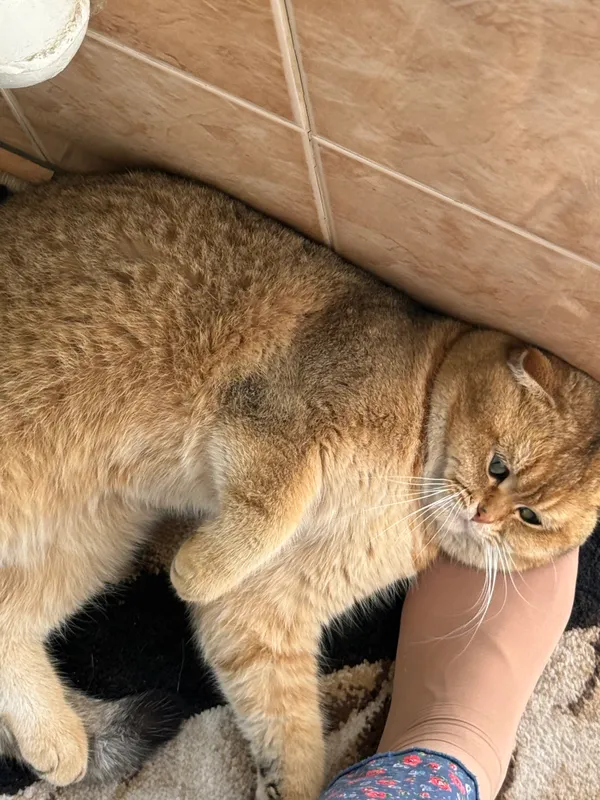 Вязка кота, Симба Киз мушукларни вязкага чакиради — фото 2