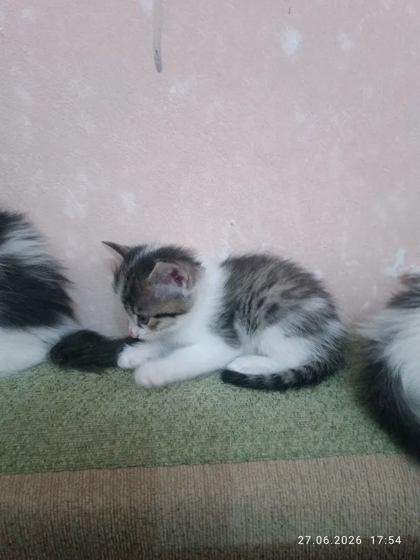 Продаются котята. Очень милые и красивые. — фото 4