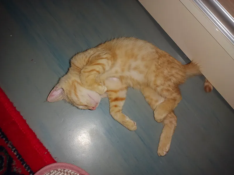 котёнок 1 котёнок 1