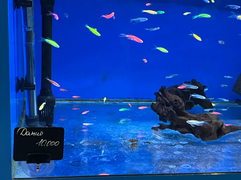 Рыбки Danio Glofish 2 Рыбки Danio Glofish 2