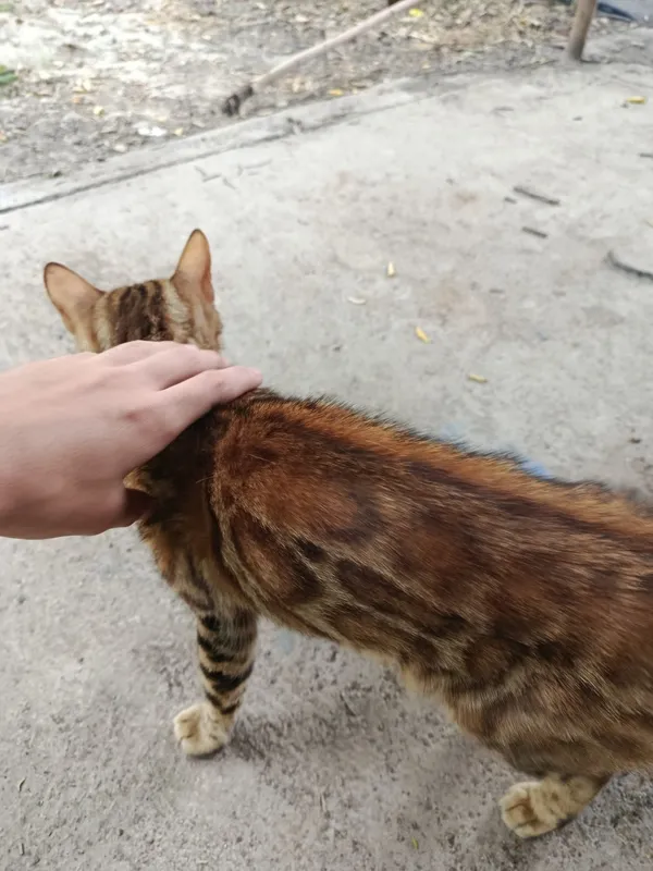 Бенгальские кот с 7 Бенгальские кот с 7
