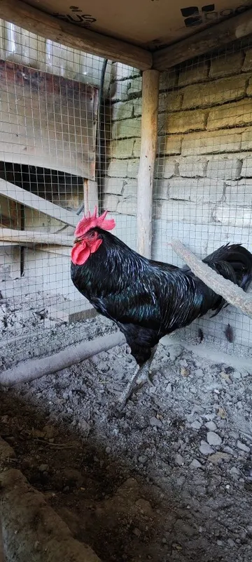 Qora jersi xoʻroz — фото 1