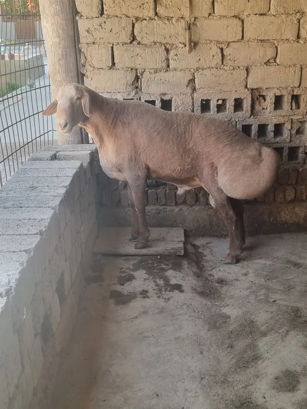Qochqor zotga zor 3 Qochqor zotga zor 3