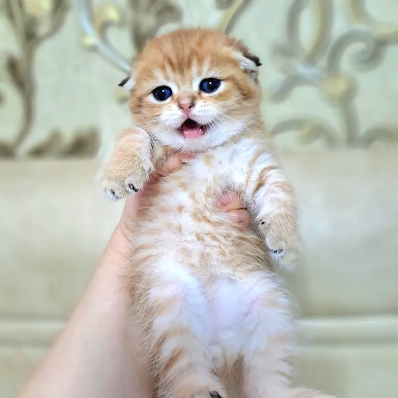 Котёнок от правильной вязки 1
