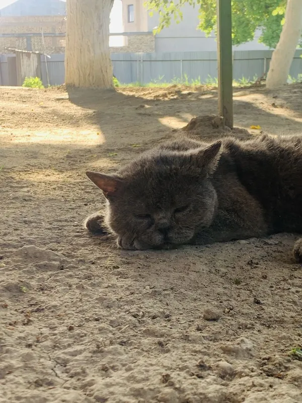 Продается кот породистый любиший хозяйна .Крупный британский кот — фото 5