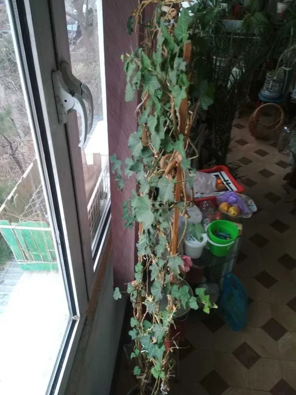 Продаются домашние растения