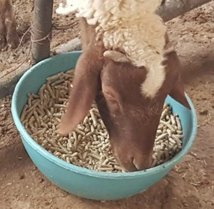 Qo‘y, echki, ot, baliq va mollar uchun to‘yimli BIOGRANULA yem! (Beda, — фото 4