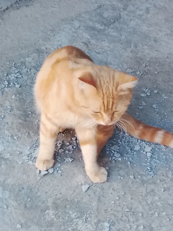 MUSHUK SOTILADI.ISMI VASKA.JUDA OZODA VA AQILLIY 4