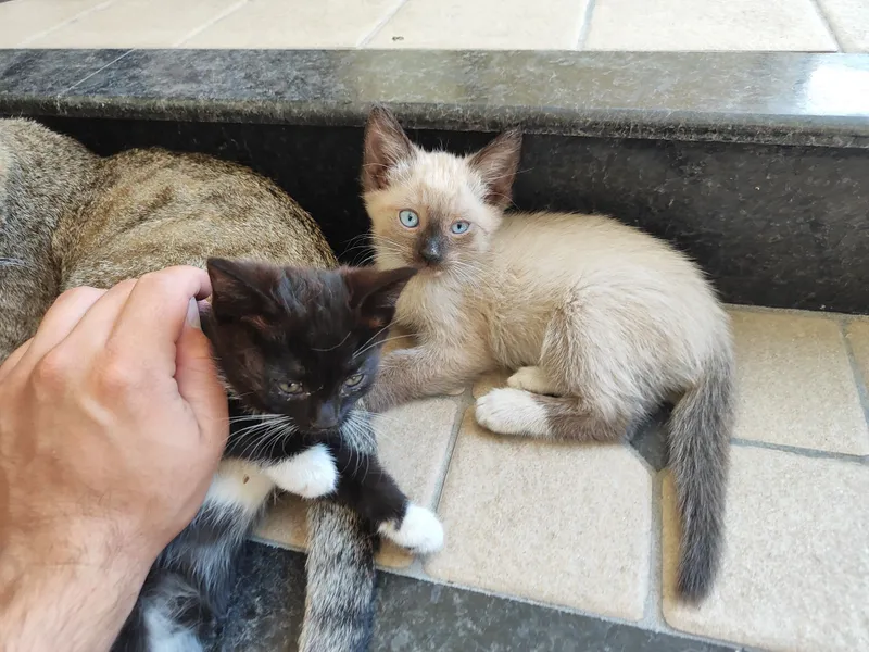 Mushuk bolalar tekinga beriladi