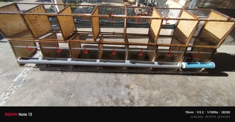 Tovuq uchun katak sotiladi