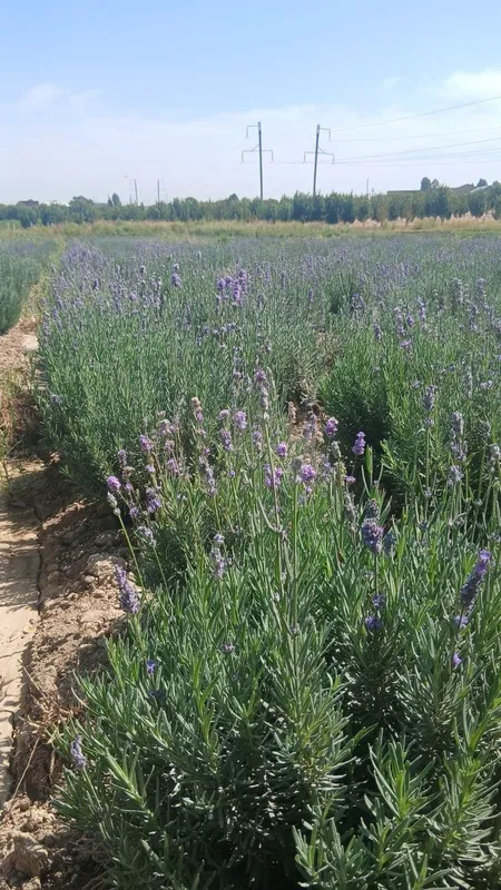 Zor xolatdagi lavanda guli 2 Zor xolatdagi lavanda guli 2