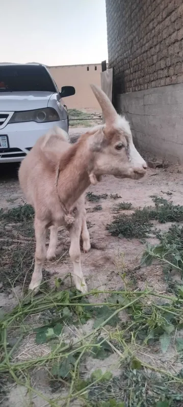 Sogʻiladigan zotdor echki 3 Sogʻiladigan zotdor echki 3