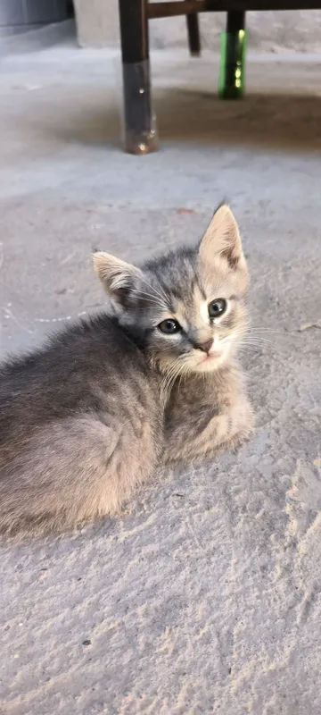 4ta Mushuk bor kere bosa